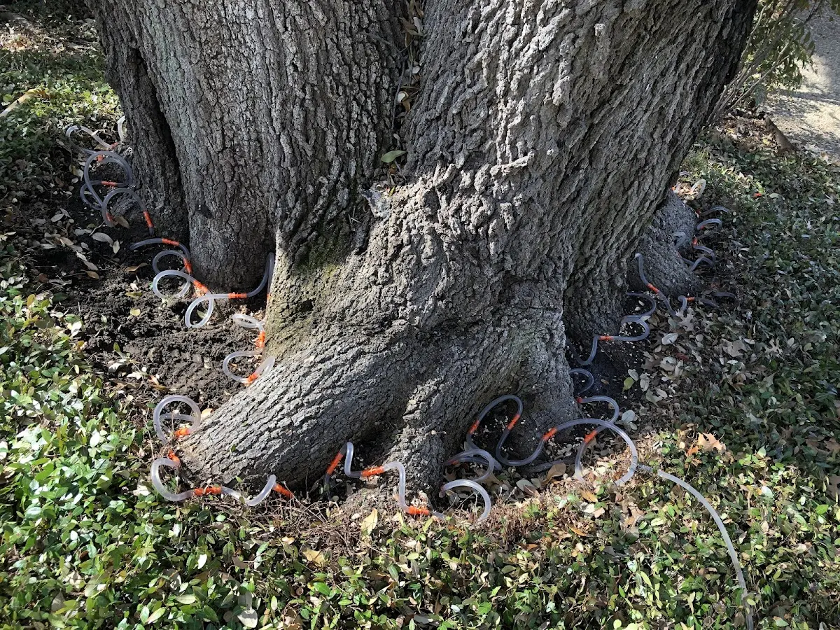 Detailed Tree Cabling and Bracing job site in Vernon Center